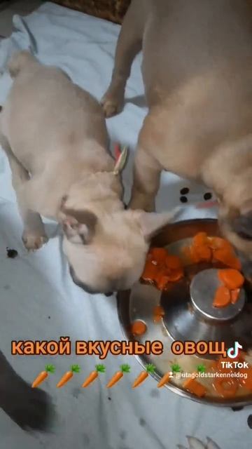 питание для щенко #food #yummy #бульдоги #питомцы #собаки #смешныещенки #французскийбульдог #бульдо