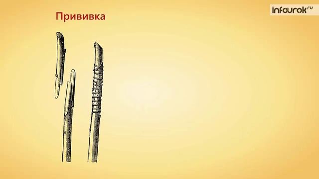 38. Размножение покрытосеменных растений. Вегетативное и половое
