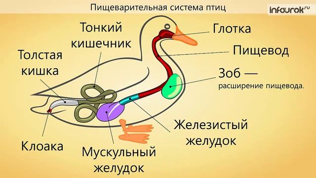 35. Общая характеристика птиц