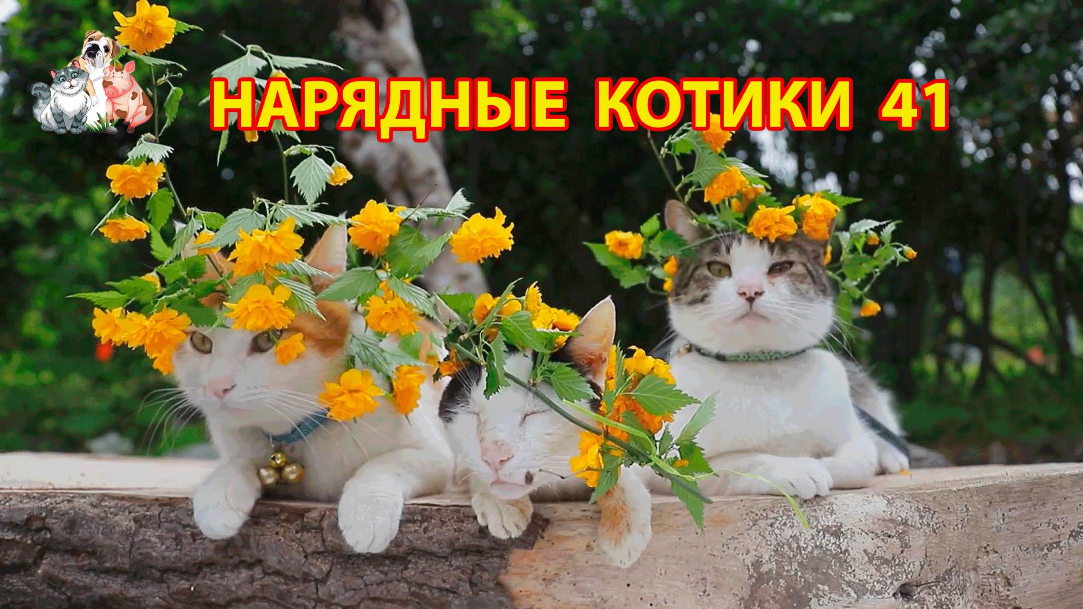 Нарядные Котики расслабляются на солнышке 🌞 🐈🐈⬛🐈 (41)