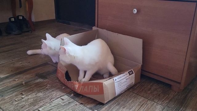 Коты и коробка. Cats and a box
