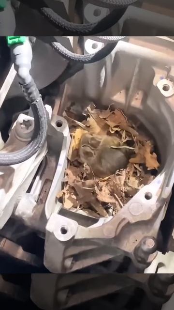 под капотом своя жизнь завелась 😂😂