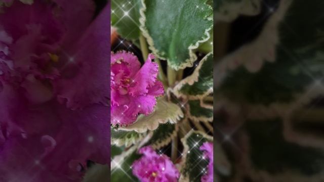А🌸Л🌸И🌸С🌸А