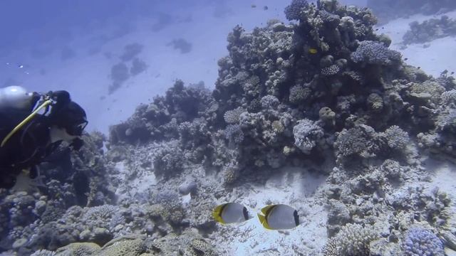 Tobia Kebir - Reef Diving - Egipt, Safaga, October 2014