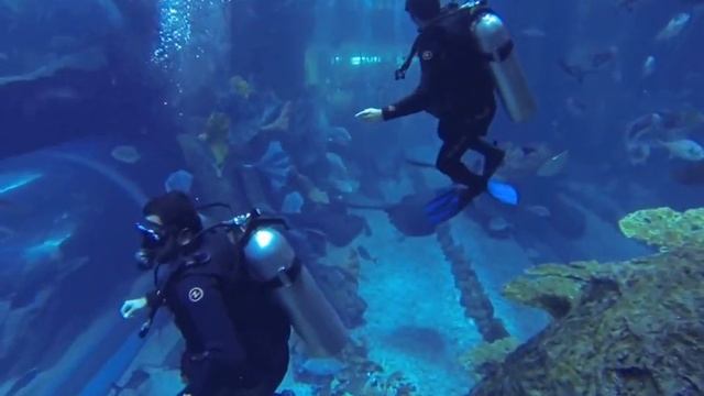 Dubai mall aquarium scuba diving experience