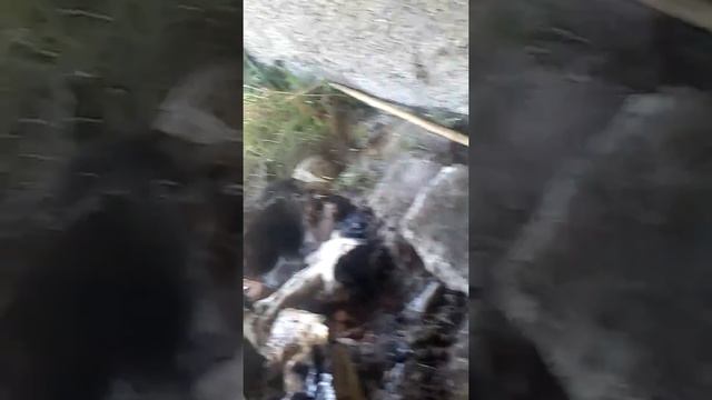 Лудите пещерняци