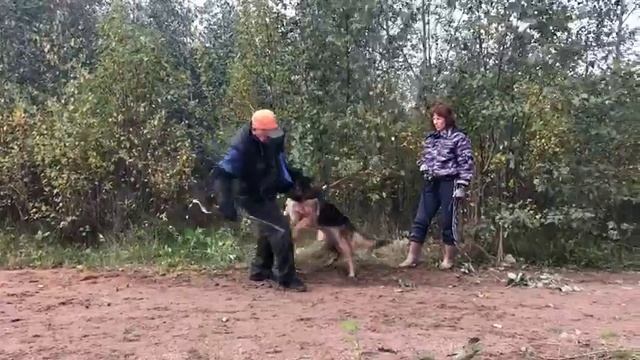 Зоненвельт Аллегра ( Тайм Сарынь Гримм*Зоненвельт Чайра)