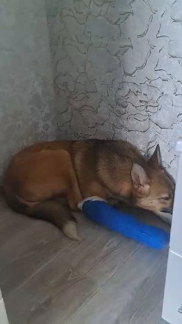 7111
