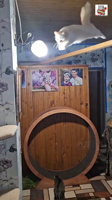 Настюня даже в праздник не забыла про свою любимую гимнастику 🌜🤸♂️🌷❤️😻