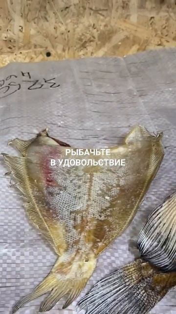 Вяленый ёрш отправляется по регионам России.