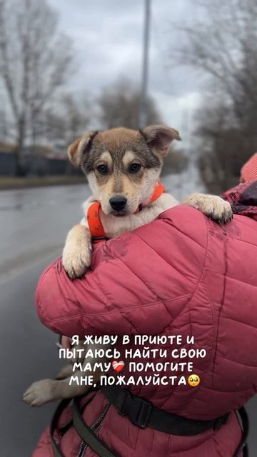 Щенок Берри из приюта Бирюлёво ищет дом
