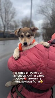 Щенок Берри из приюта Бирюлёво ищет дом