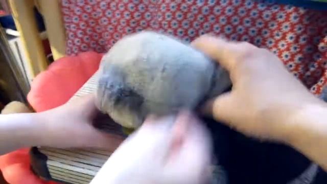 Басик и Мария. Утро басика