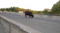 Прогулка