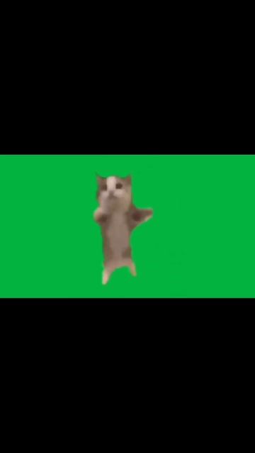 Футажи котов