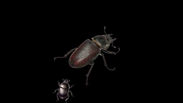 beetle