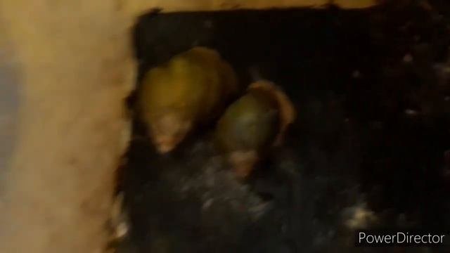 Уборка у улиток🐌🐌 Не убирала 2 месяца...😶
