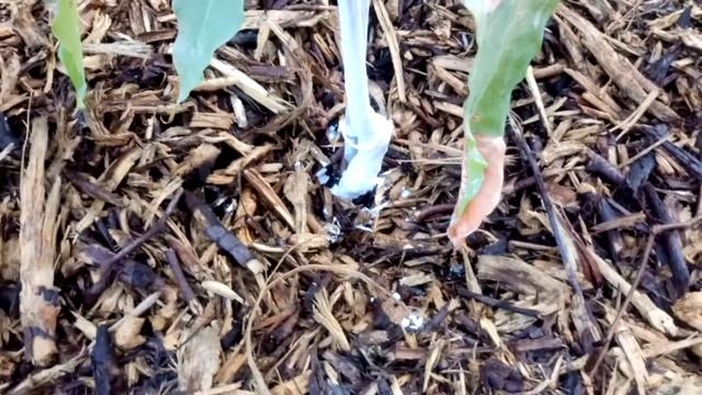 Iv organic white wash application in Phoenix on Mangoes in the desert