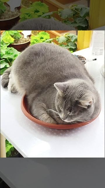 Тася устала