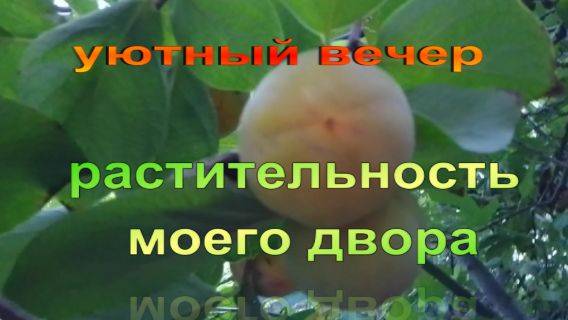 № 886 уютный вечер  // растительность моего двора