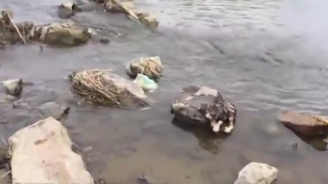 ..... Добрые дела Спасение Животных....