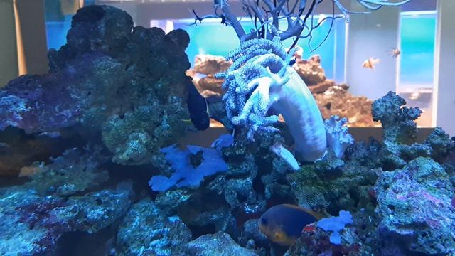 09-03-2025 Аквариум-релаксация