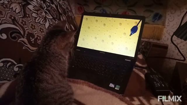 Наша киська играет в Online игры
