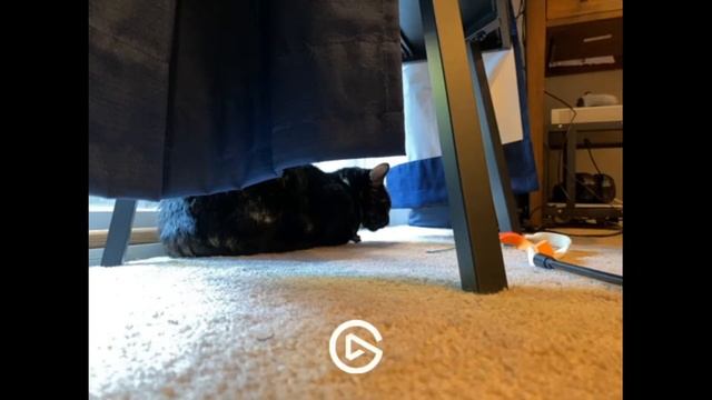 Cat sleeping/staring at camera stream