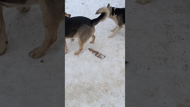 самые тупые видео в мире