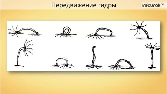 10. Тип Кишечнополостные. Общая характеристика. Пресноводная гидра