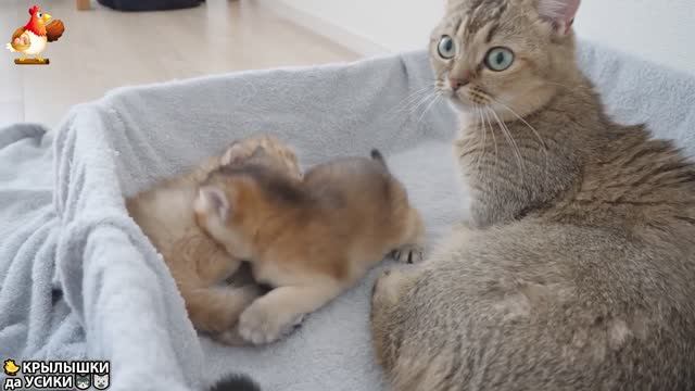 Утята и Цыплята - Кошки и котята (253) Хвостики да Усики ❣️🐥🥰