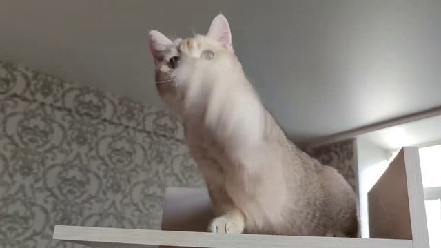 Очень ласковый и игривый котик, свободен!