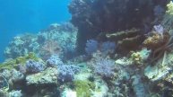 2 Feb 2018 Phuket Diving Shark Point