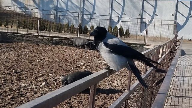 Жизнь белорусских свинок черной породы удалась в Минском зоопарке. 7 марта.