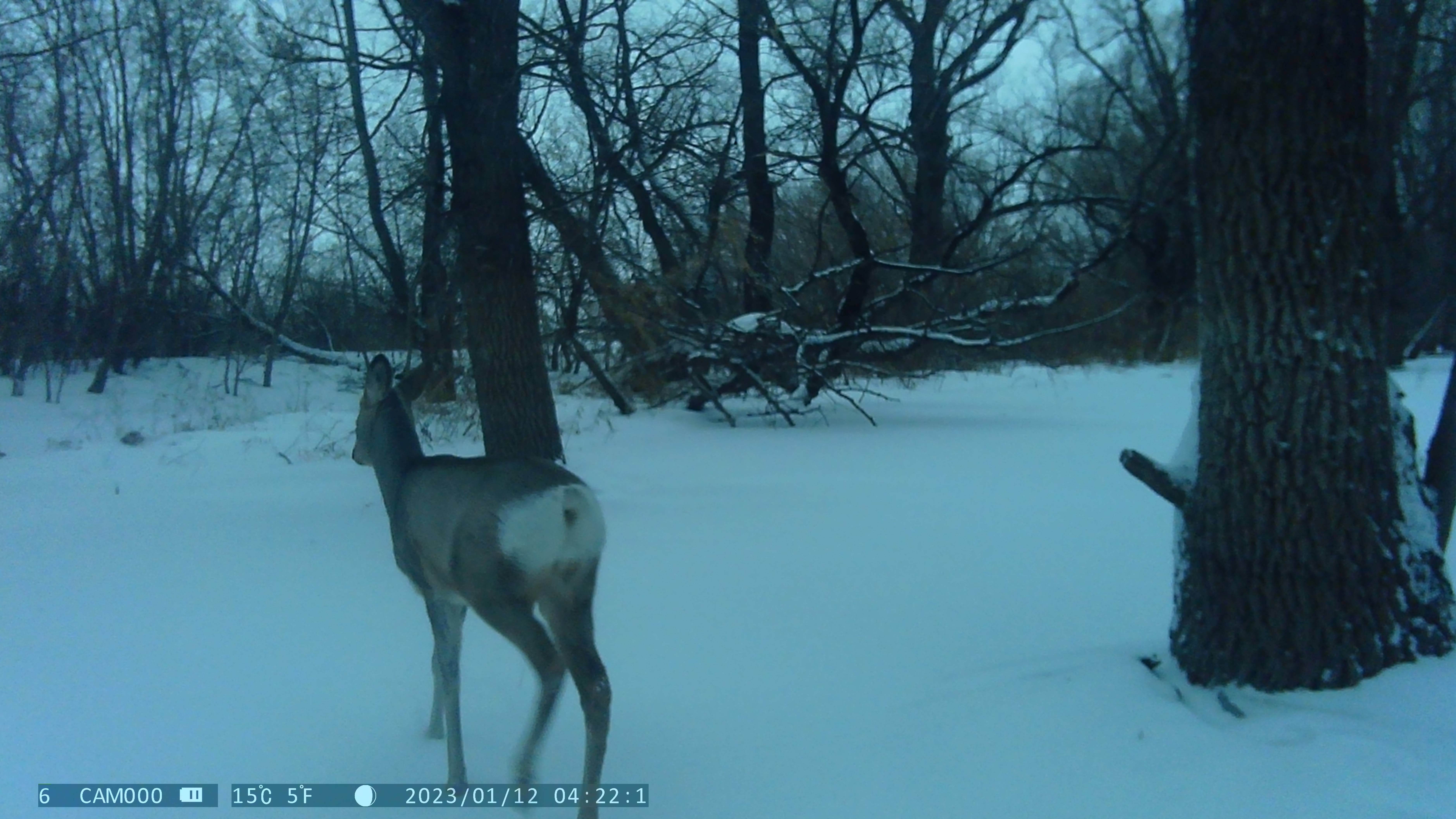 Семейство косулей The roe deer family