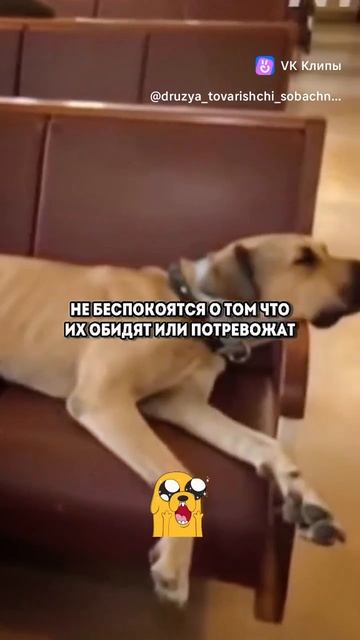 Вот так в Турции люди относятся к бездомным животным