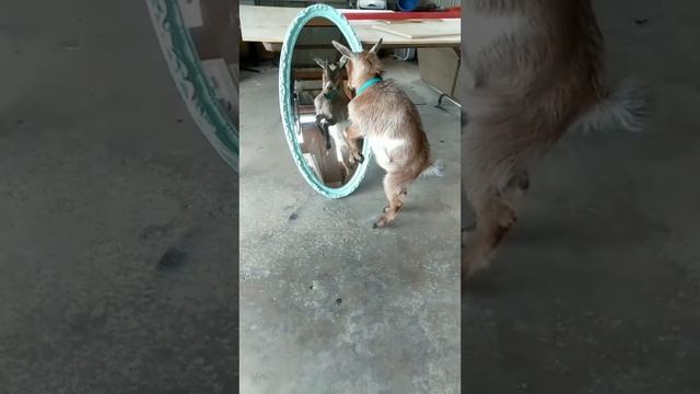 Funny goats 🐐