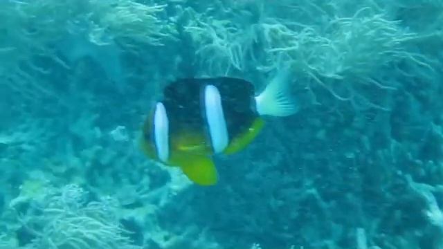 Okinawa Diving
