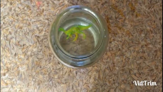 Выращиваю динозавра в воде!
