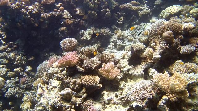 2019 Autumn diving in Safaga with Azza and Silke - Corals