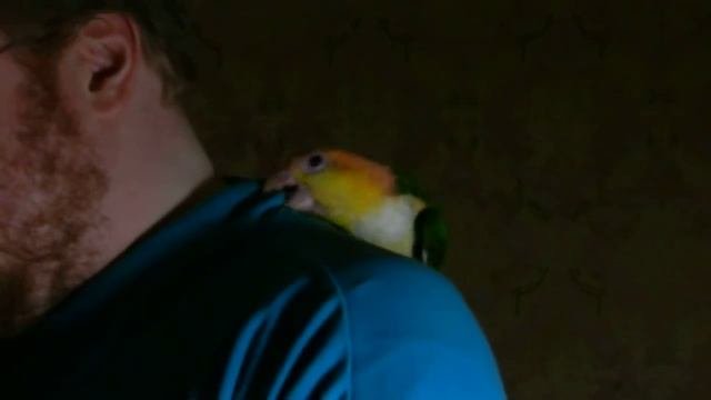 Shoulder Surfing Caique