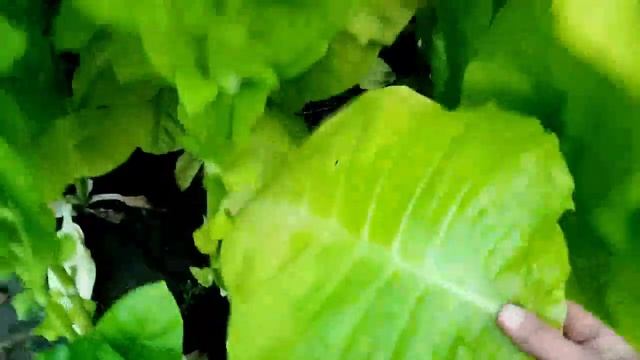 Высадил табак в конце июля Эксперимент