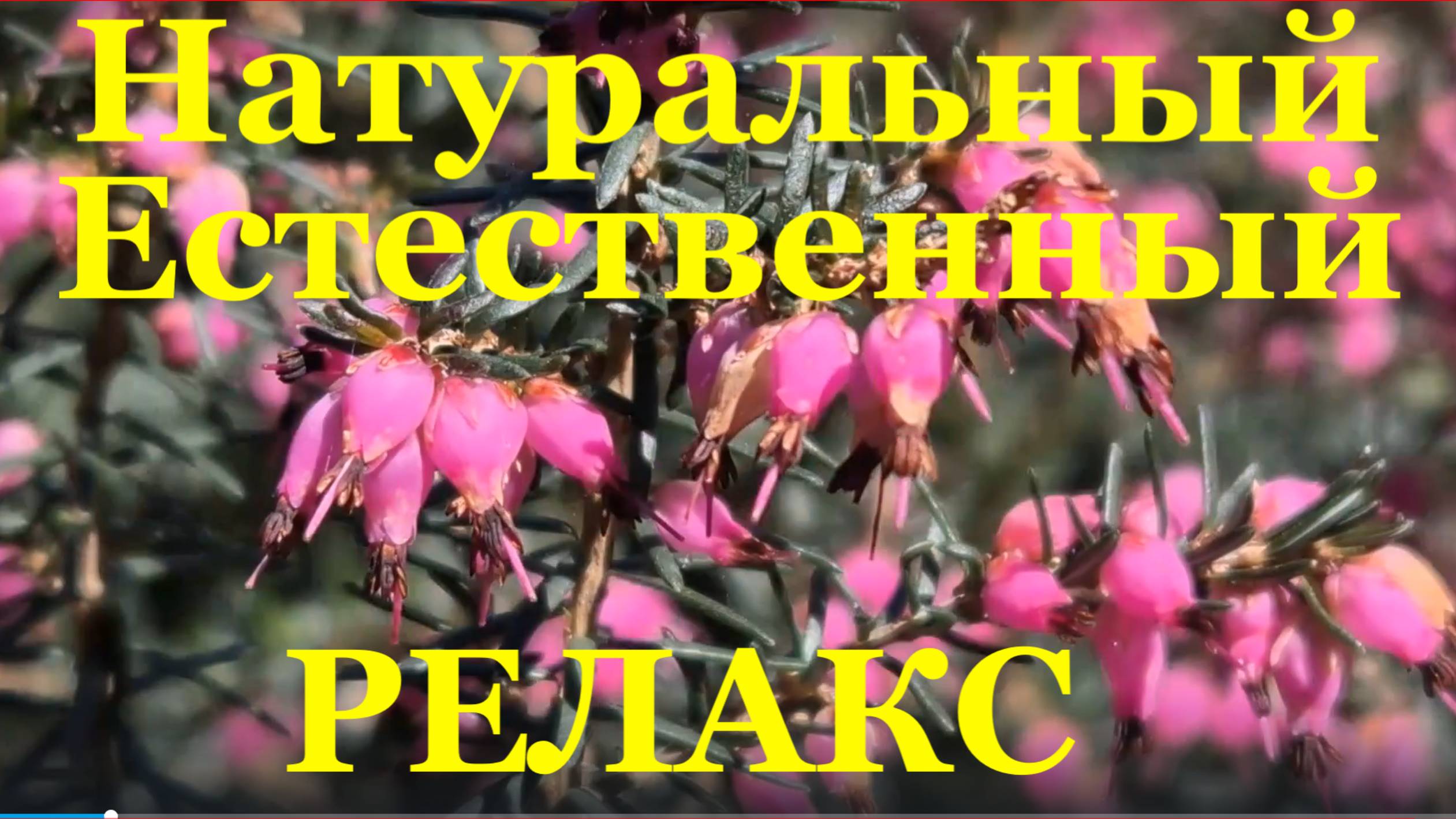 РЕЛАКС натуральный естественный шум звуки города птиц воды красота природы Сочи Дендрарий
