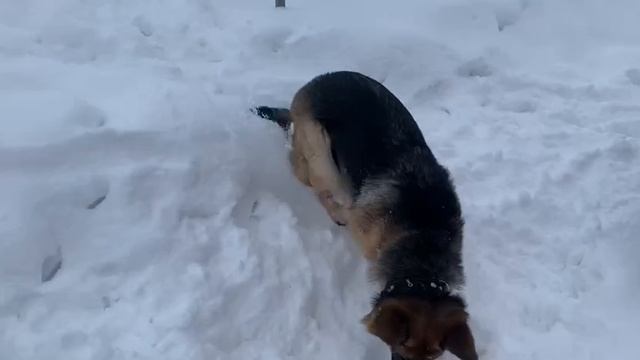 Эльза ,стройка дома От скуки на все лапы!