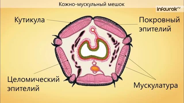15. Тип Кольчатые черви. Класс Многощетинковые черви