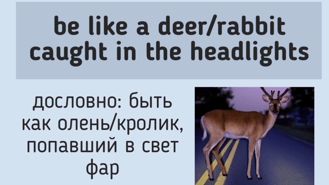 Английские идиомы👉 be like a deer, rabbit caught in the headlights