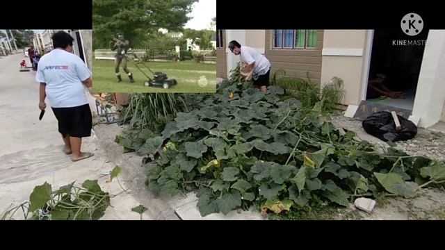Cleaning Trimming Our Lawn Mini Vegetables Garden | Squash Kalabasa