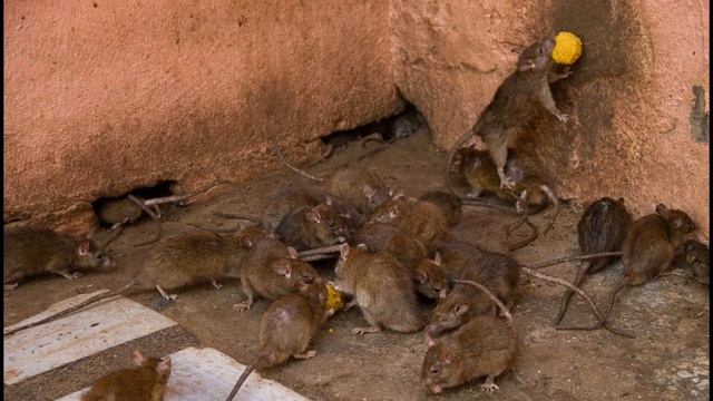 ЧЕМ ПРАВИЛЬНО И НЕПРАВИЛЬНО КОРМИТЬ ГОЛУБЕЙ НА УЛИЦЕ