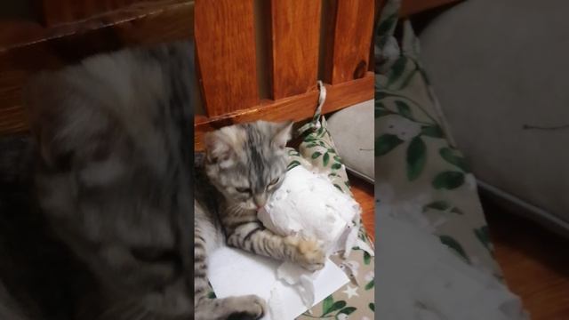 VID_20241028_223936.mp4