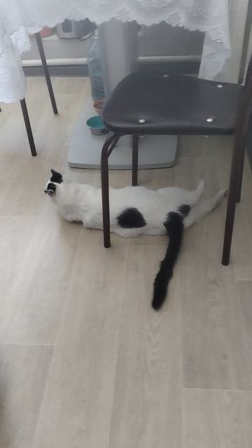 Мышь.